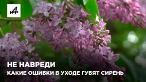 Не навреди. Какие ошибки в уходе губят сирень