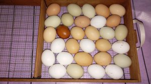 Долгожданное пополнение 🐤
