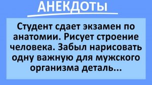 Экзамен по анатомии. Студент забыл нарисовать ЭТОТ мужской орган... | Анекдоты смешные | Юмор