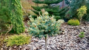 Продолжаем чудесную прогулку от 17 мая с ОБЗОРОМ ХВОЙНЫХ🌲 #сад #обзор #garden