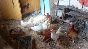 Купили кур деду Матвею от Натальи
