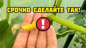 Если желтеют завязки огурцов, то полейте этим и они вновь позеленеют!