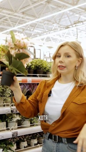 Эта зелень НЕ ПОДХОДИТ для вашей квартиры! Не бери!