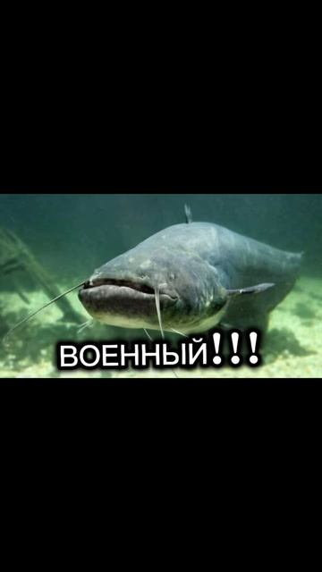 рыбалка смотреть онлайн