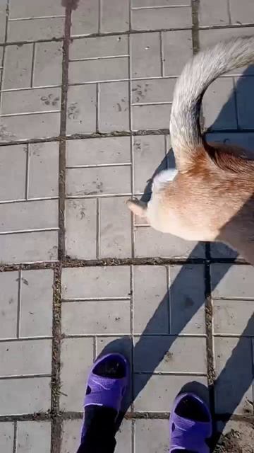 rutube.ru