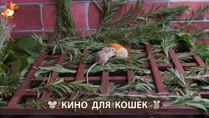 Видео для кошек про крысок развлекать питомцев 🐭🐀😂 (540)