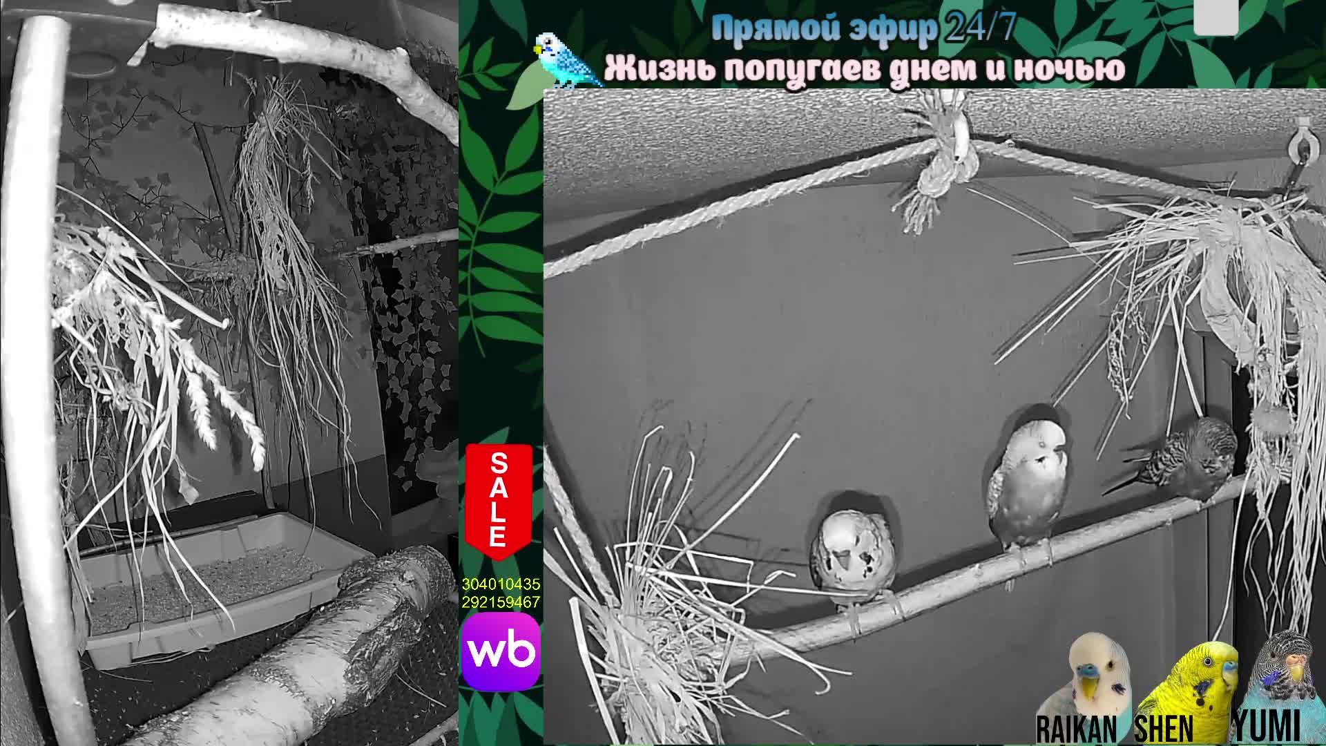 Волнистые попугаи 🦜🦜🦜 | авиарий на балконе📍