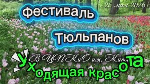 Уходящая красота Фестиваля Тюльпанов на Елагином острове в ЦПКИО имени Кирова. 25 мая 2026