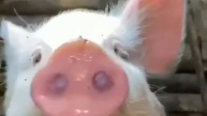 хлю🐷