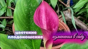 Пока гуляли по Краснодару в саду распустились розы