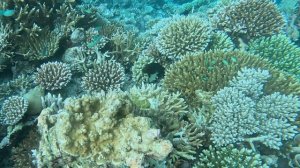 The Centara Collection, Machchafushi Island Resort&Spa house reef snorkeling, май 2026