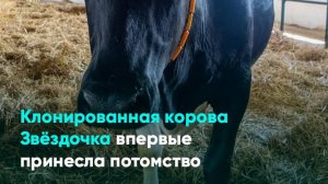 Клонированная корова Звёздочка впервые принесла потомство
