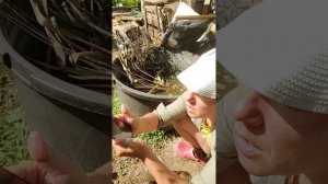 🌱 Мои новые водные растения и дачные новости