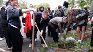 Память о школьных годах чудесных во дворе первой школы Абакана хранит аллея выпускников