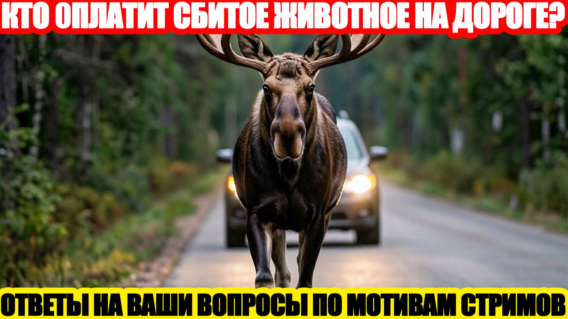 КТО ЗАПЛАТИТ ЗА СБИТОЕ ЖИВОТНОЕ НА ДОРОГЕ? ВОДИТЕЛЬ И СТРАХОВЩИК?