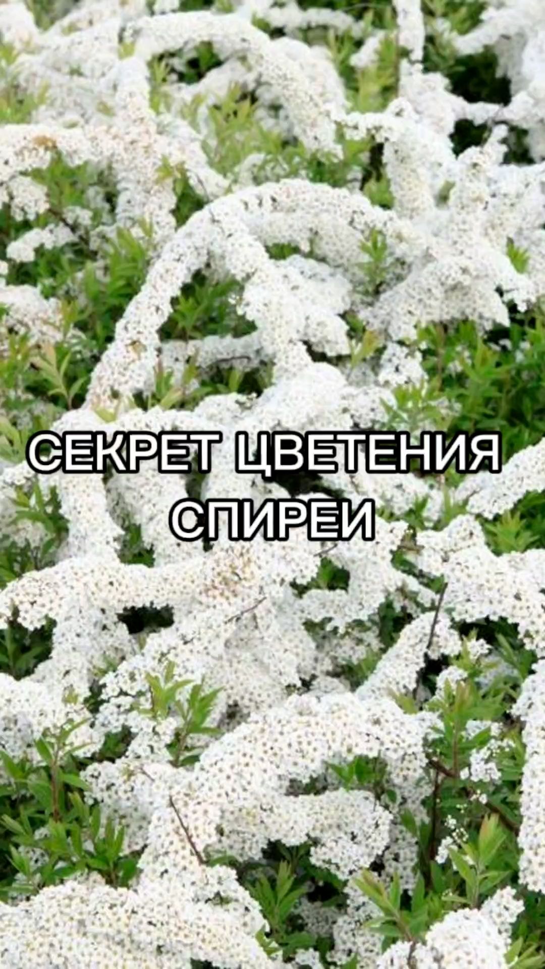 СЕКРЕТ обильного цветения спиреи!