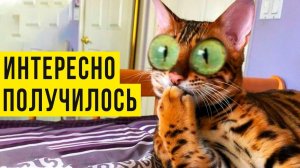 КУДА ПРОПАЛИ КОТЛЕТЫ?) Приколы с котами