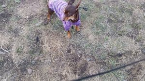 Мы гуляем//место для выгула животных 🐾.Люди не убирают за своими собаками 🐶