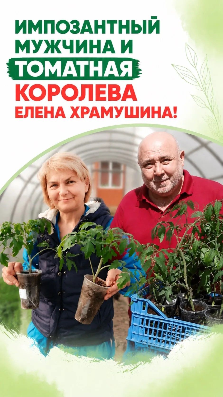 Как импозантный мужчина стал счастливым обладателем суперурожайных томатов!