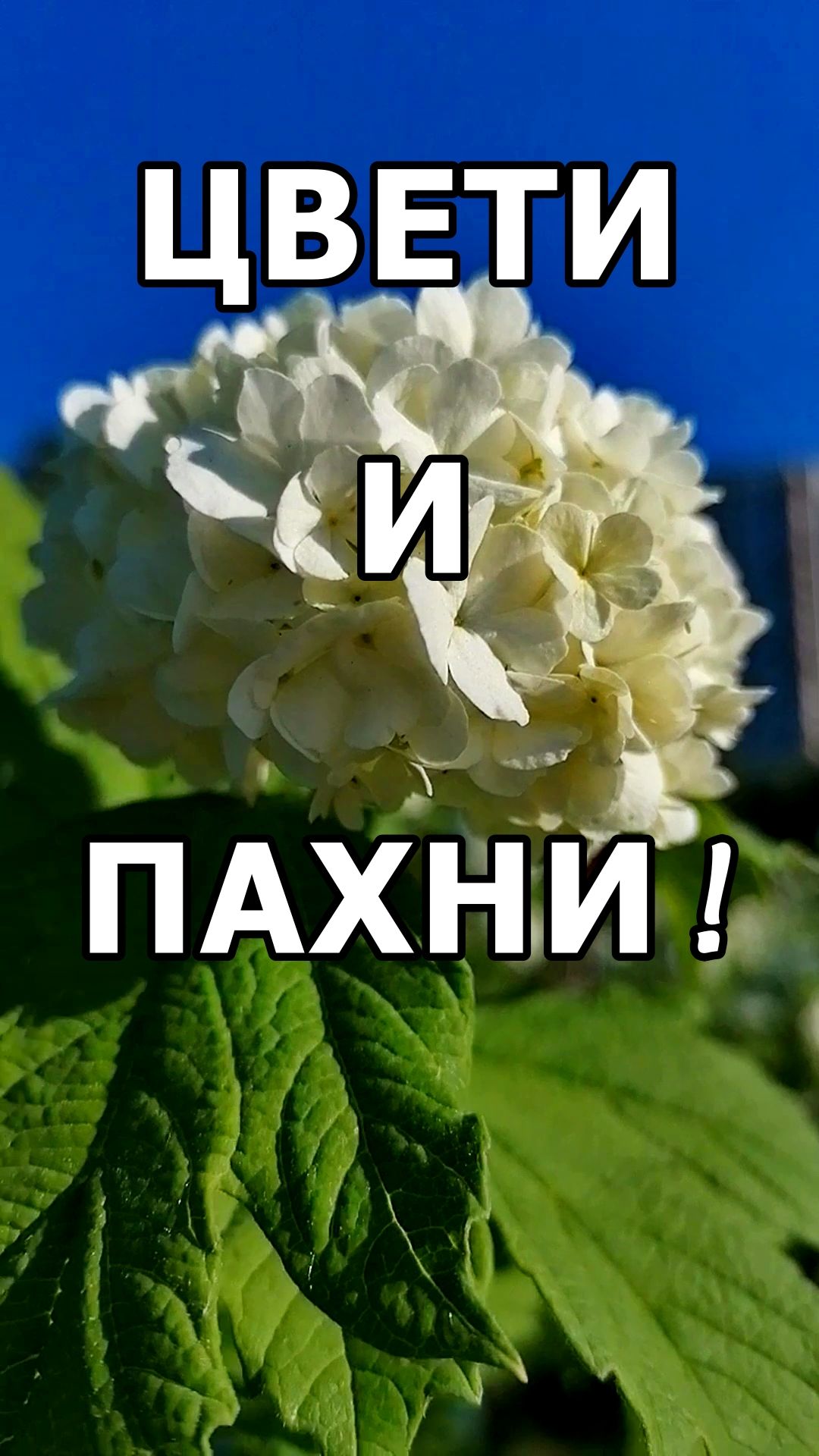 ЦВЕТИ И ПАХНИ!🌟 смотреть онлайн