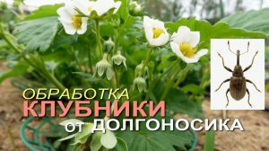 🍓ДОЛГОНОСИК на клубнике. Как бороться во время цветения и плодоношения!