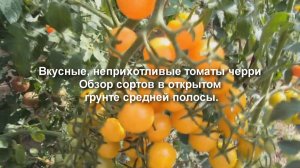 Обзор сортов томатов черри. Вкусные, неприхотливые томаты черри для средней полосы.