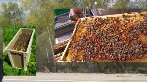 Почему решили приобрести пчелопакеты. Покупка пчелопакетов.  Пчелы. Будни начинающего пчеловода.