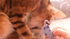Пушистый грифель-грыз🐱✏️