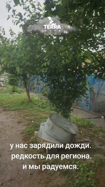 дождю мы рады