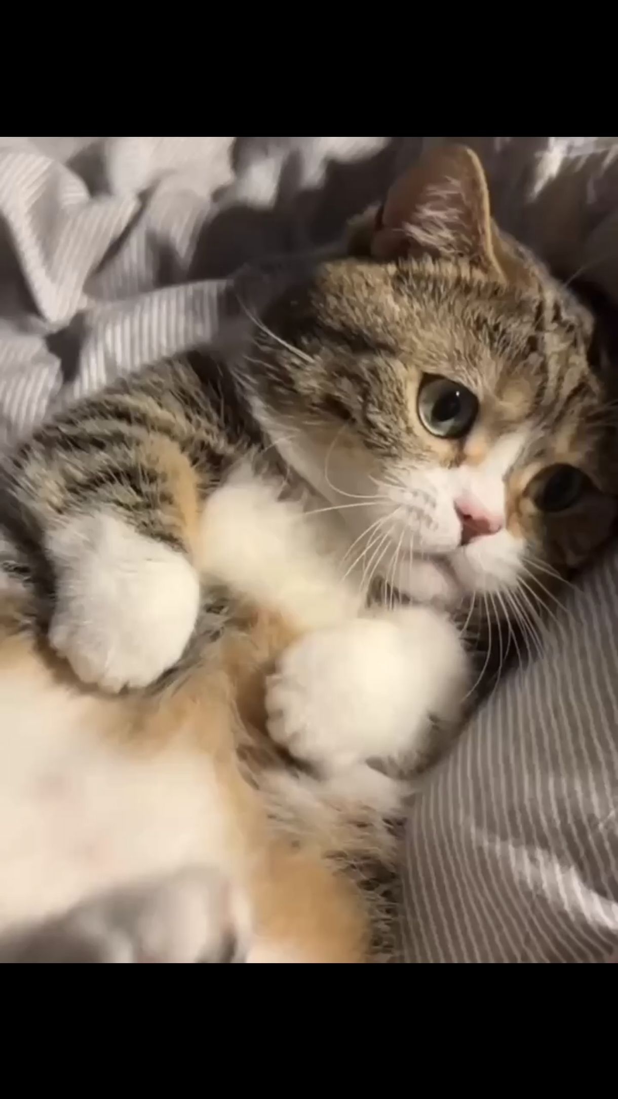 Этому милашу палец в рот не клади! 😺