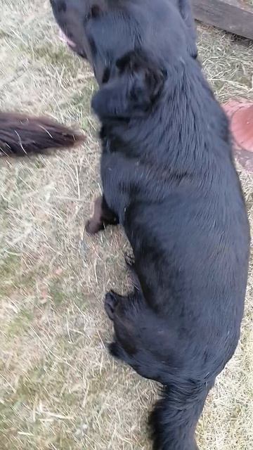 Кузя и Барик