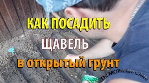 Как посадить ЩАВЕЛЬ в открытый грунт