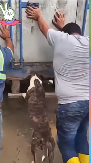 Удивительные животные !!!