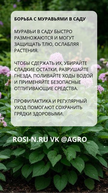 Борьба с муравьями в саду