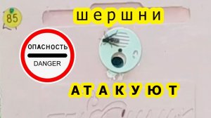 Шершни АТАКУЮТ пасеку.