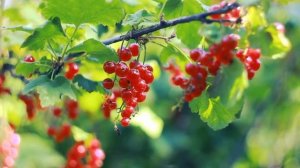 Ошо БУДЬ ПРОСТО ТИХИМ НАБЛЮДАТЕЛЕМ  #Просветление#Пробуждение