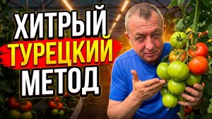 Забудьте про сахар! Вот от чего томаты наливаются на глазах