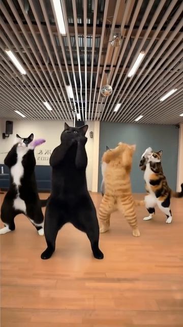 Котики смотреть онлайн