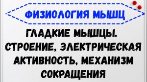 Физиология мышц. Гладкие мышцы. Строение, электрическая активность, механизм сокращения