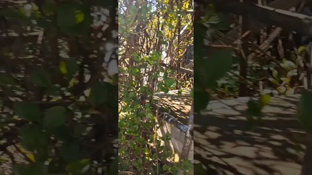 дача, Псков