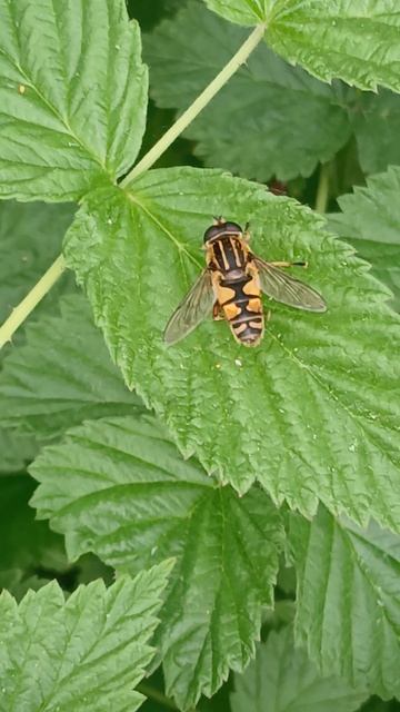 Ильница пижамная (лат. Helophilus pendulus) — муха из семейства журчалки (лат. Syrphidae) смотреть онлайн