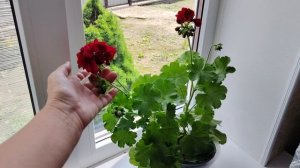 Не было хлопот купила баба порося!