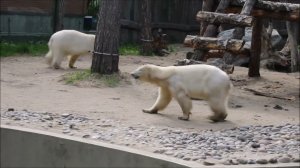 Белые медведицы Белка и Стрелка 22.05.2026 и 25.05.2026