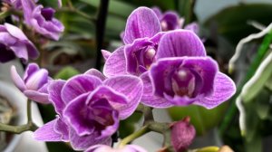 Орхидеи 🌺 Пополнение коллекции. Новинки  😍🦋