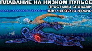 Низкий пульс = быстрый прогресс? Почему база важнее тяжелых тренировок