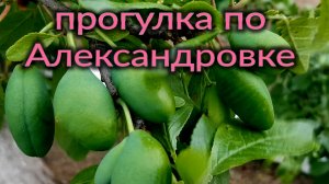 Прогулка по Александровке. Мысли вслух. Посадила огурцы. Шквалистый ветер. Ремонт.