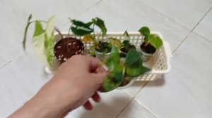 Комнатные растения/цветы. Приехали новинки.