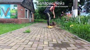 Баларис ЧЕЙЗ,  3 месяца 20 дней.