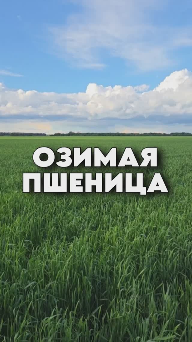 Озимая пшеница без химии, промежуточный результат. #AUM #YogaFerma #сельскоехозяйство #поле #пшеница