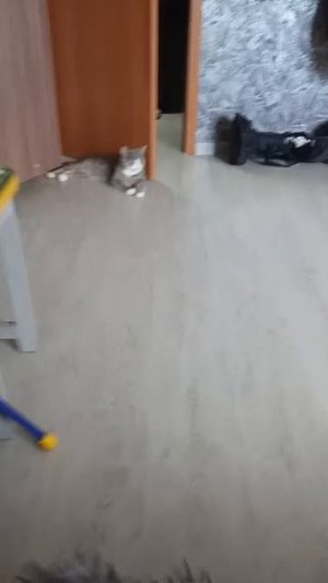 кот черемша